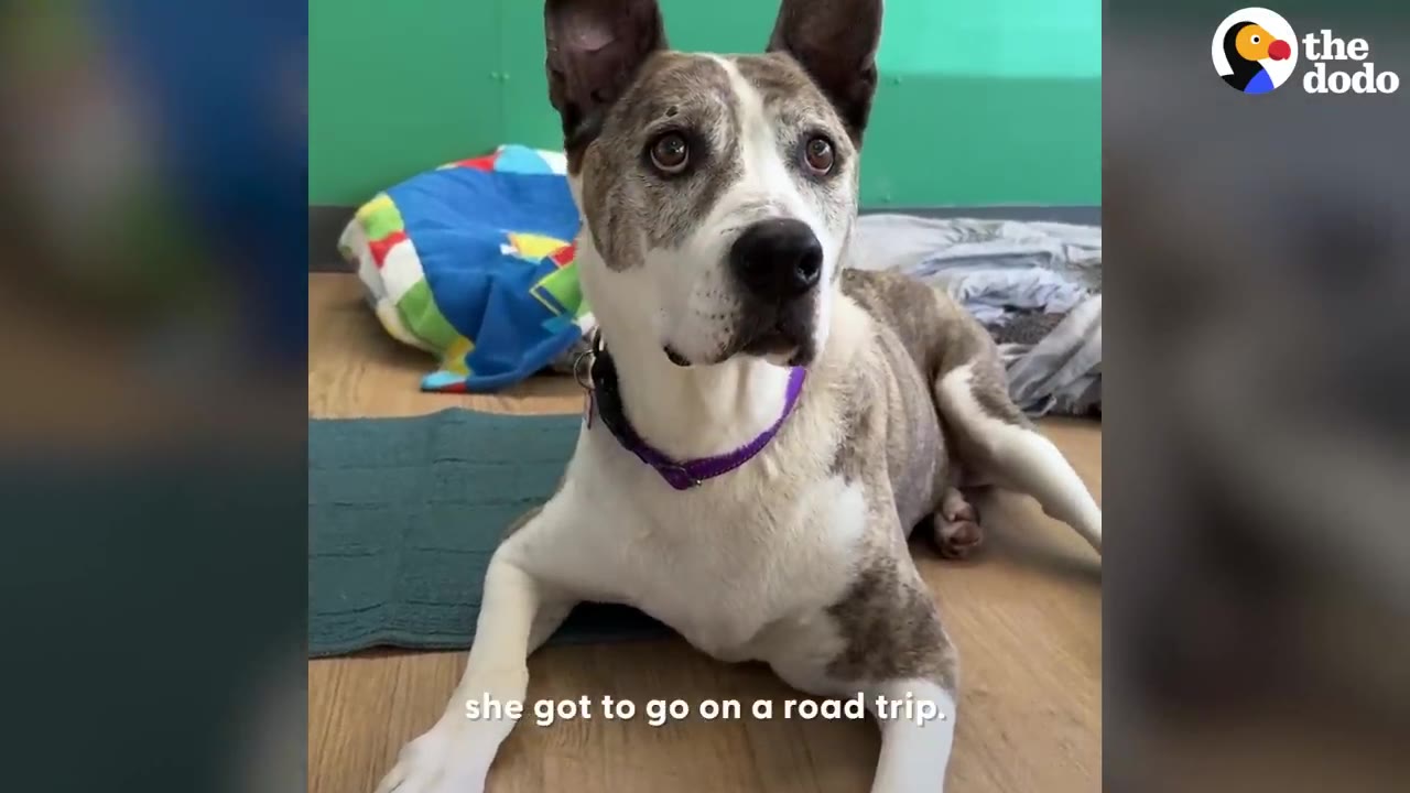 A brindle and white dog with pointed ears wearing a purple collar lying down and looking directly at the camera.