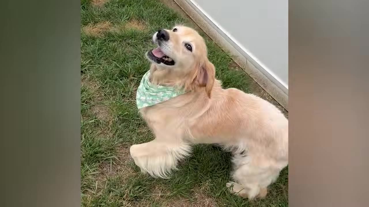 A happy golden retriever wearing a green patterned bandana looks up with an open mouth on a grassy lawn.