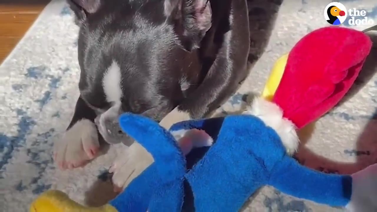 A black and white dog resting on a rug next to a plush toy.