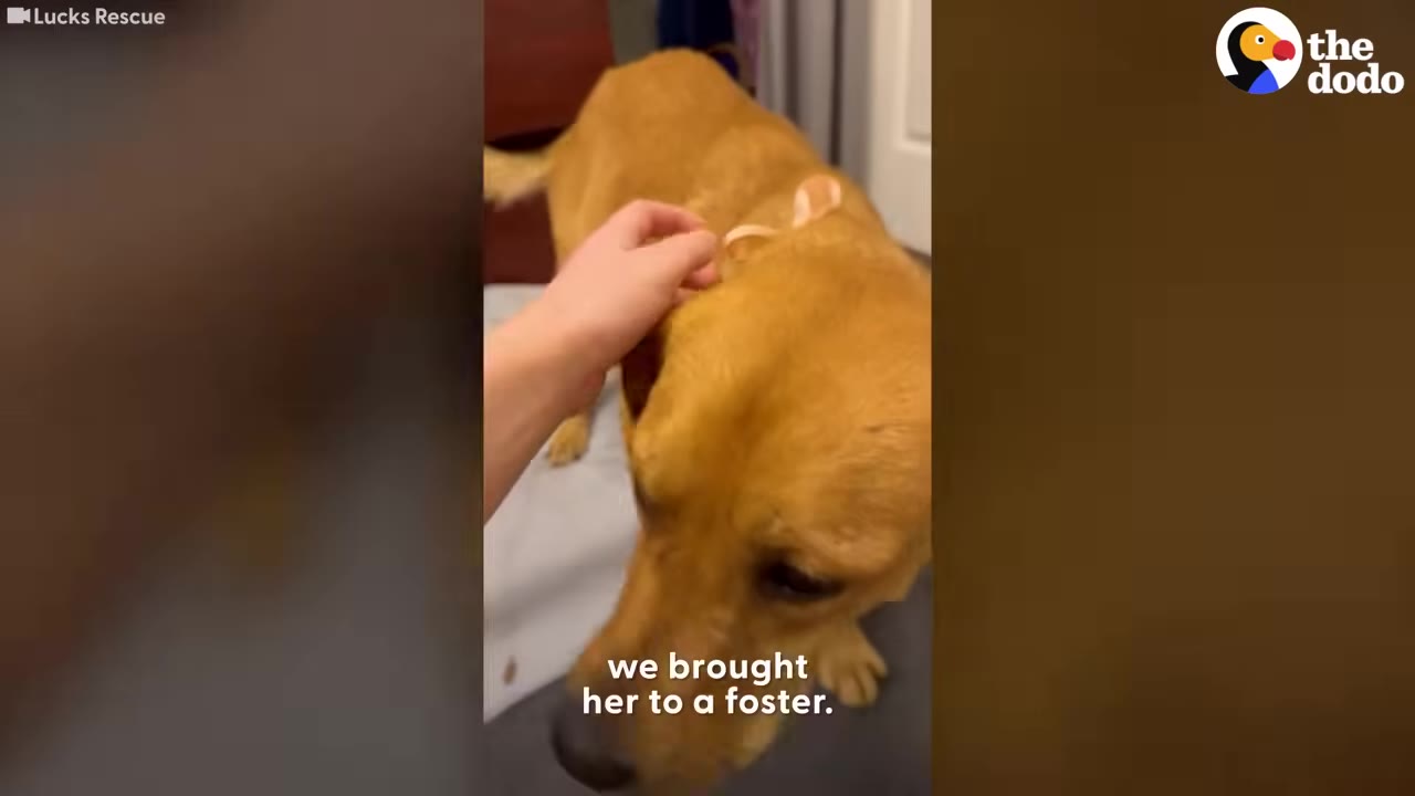 A close-up shot of a light brown dog gently bowing its head as a person's hand reaches out to pet it.