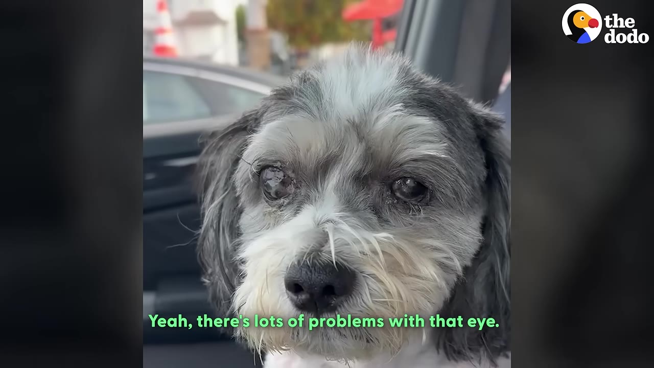 A close-up shot of a small grey and white dog with cloudy, irritated eyes, looking directly at the camera.