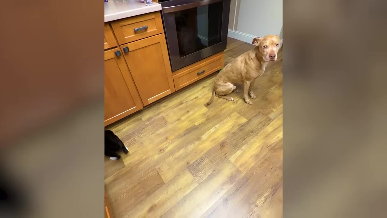 A tan dog sits on a wooden floor in a kitchen near wooden cabinets and an oven while a small black cat walks on the floor.