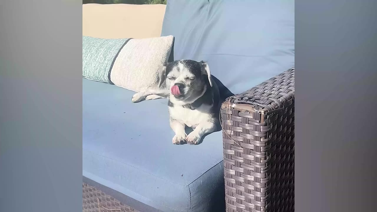 A small black and white dog relaxes on a blue outdoor sofa in the sun, licking its nose with its eyes closed.