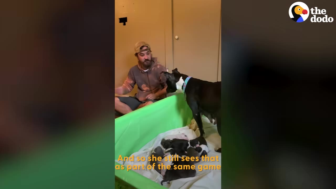 A man sits on the floor next to a green whelping box filled with puppies, holding out his hand to a black dog standing on the edge of the box.