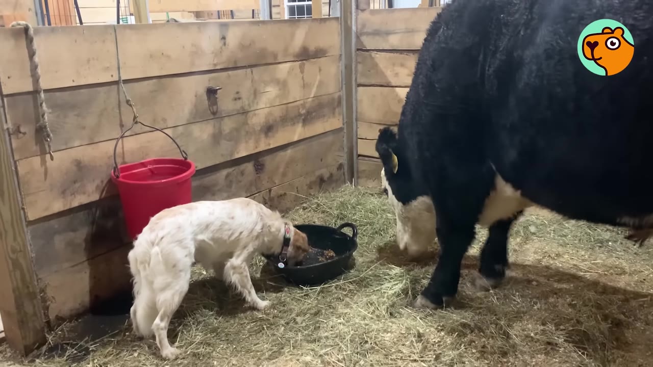 A white and tan dog and a large black and white cow standing together in a wooden barn stall, sharing food near a black feeding bowl on straw bedding.