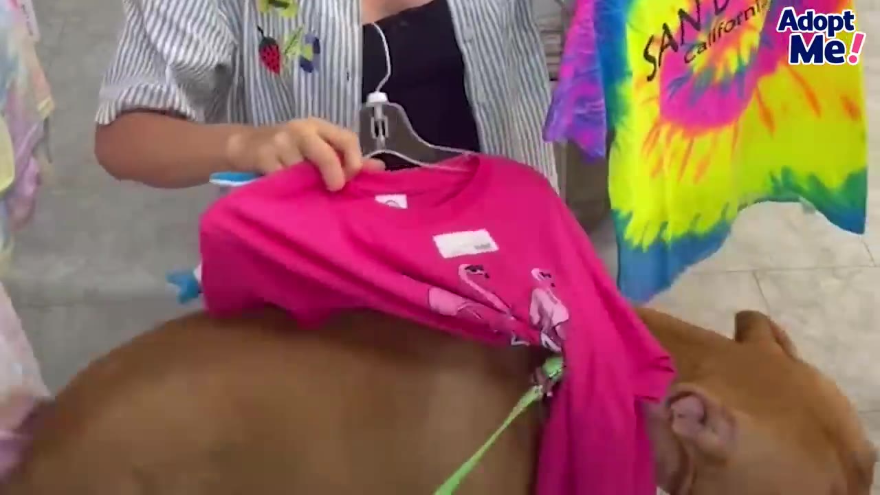 A person holding up colorful t-shirts, including a pink shirt and a tie-dye San Diego souvenir shirt, over a brown dog.