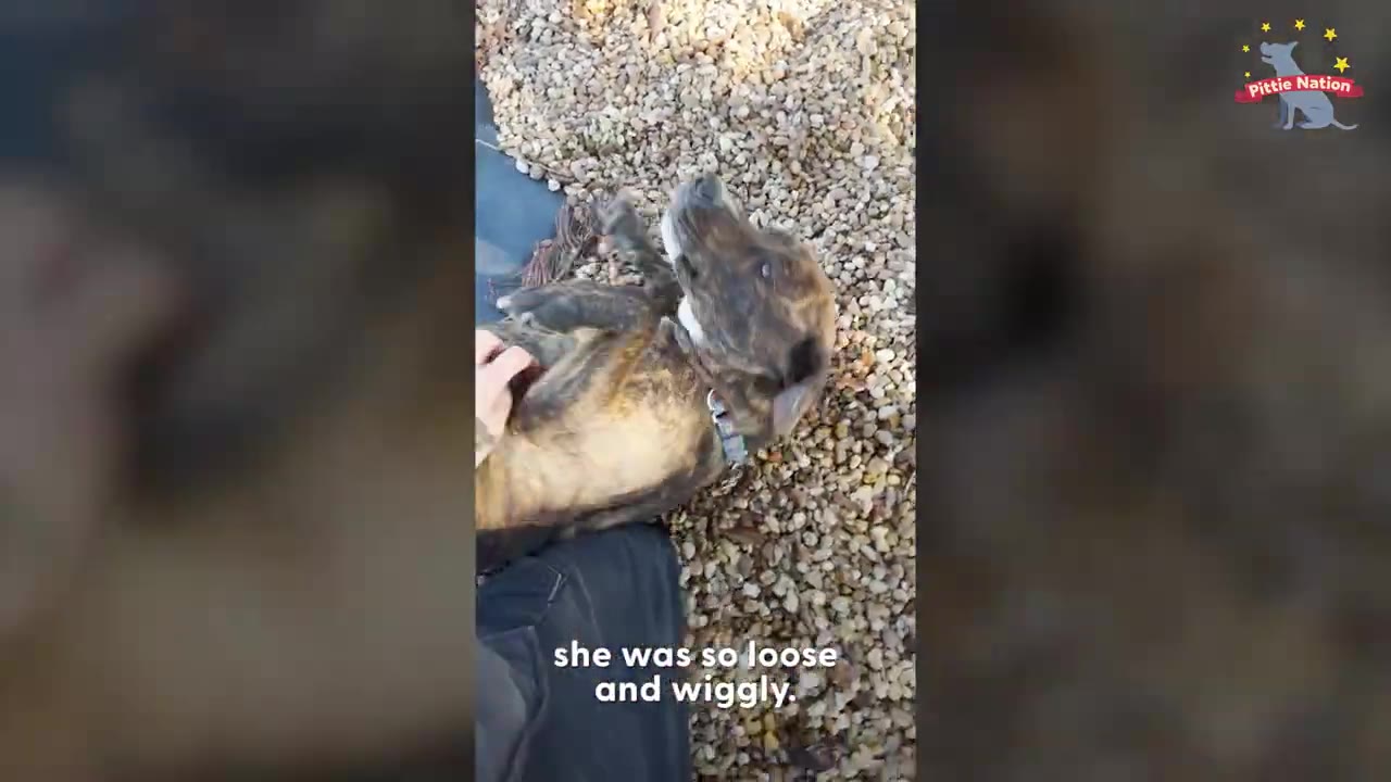 A brindle dog lying on its back outdoors on gravel receiving belly rubs from a person.