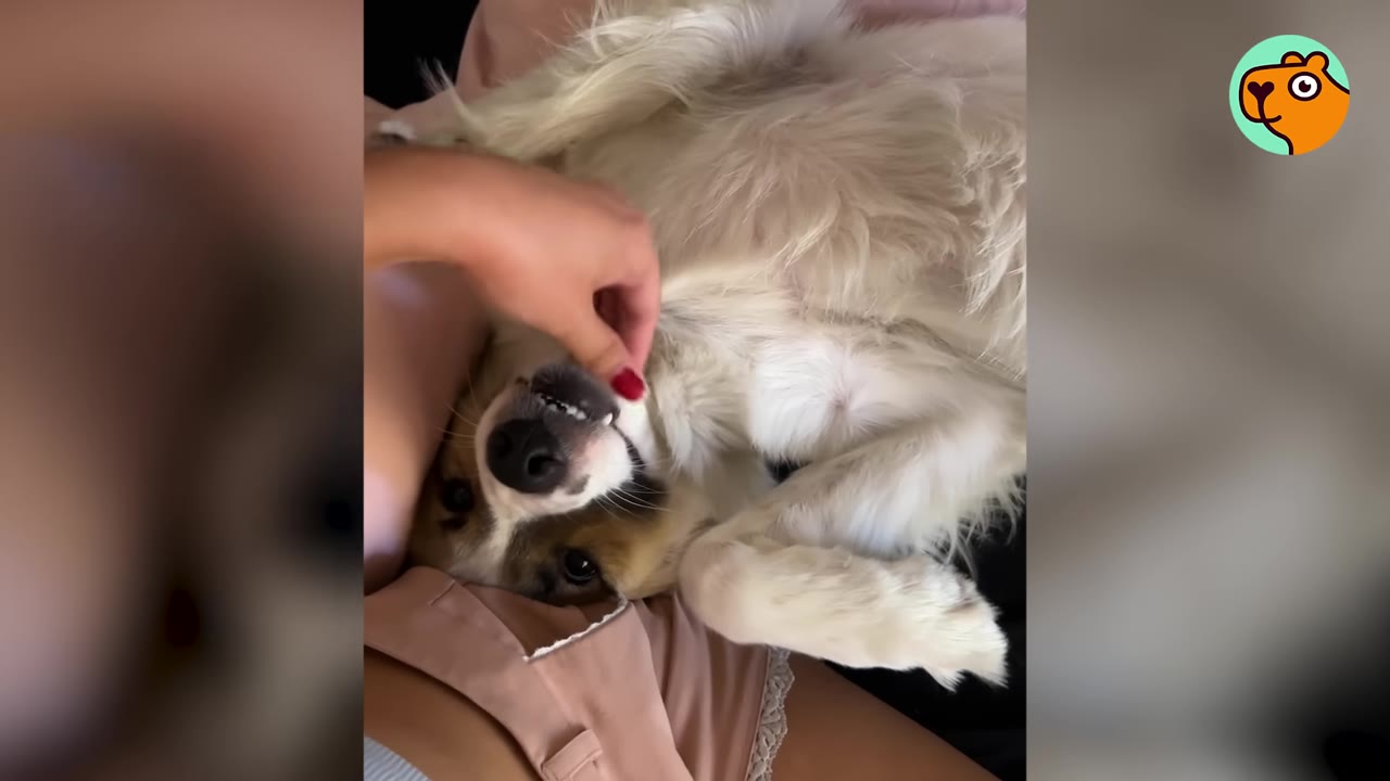 A fluffly brown and white dog lying on its back in a person's lap while getting chin scratches.