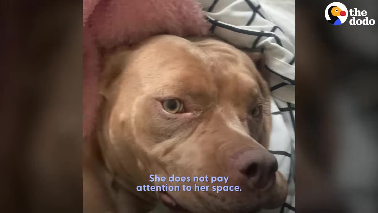 A close-up shot of a light brown pit bull lying comfortably under a pink blanket on a bed with a black and white grid patterned sheet.