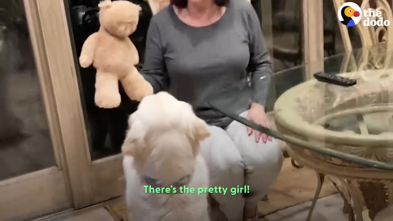 A fluffy white dog sits upright on its hind legs in a "sit pretty" pose in front of a woman holding a plush teddy bear.