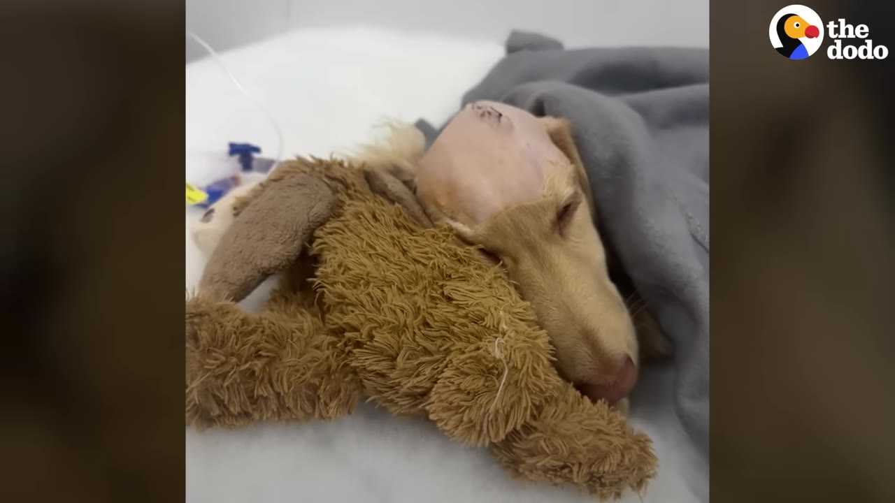 A small golden dog resting with a shaved head and surgical stitches, tucked under a blanket next to a stuffed animal.