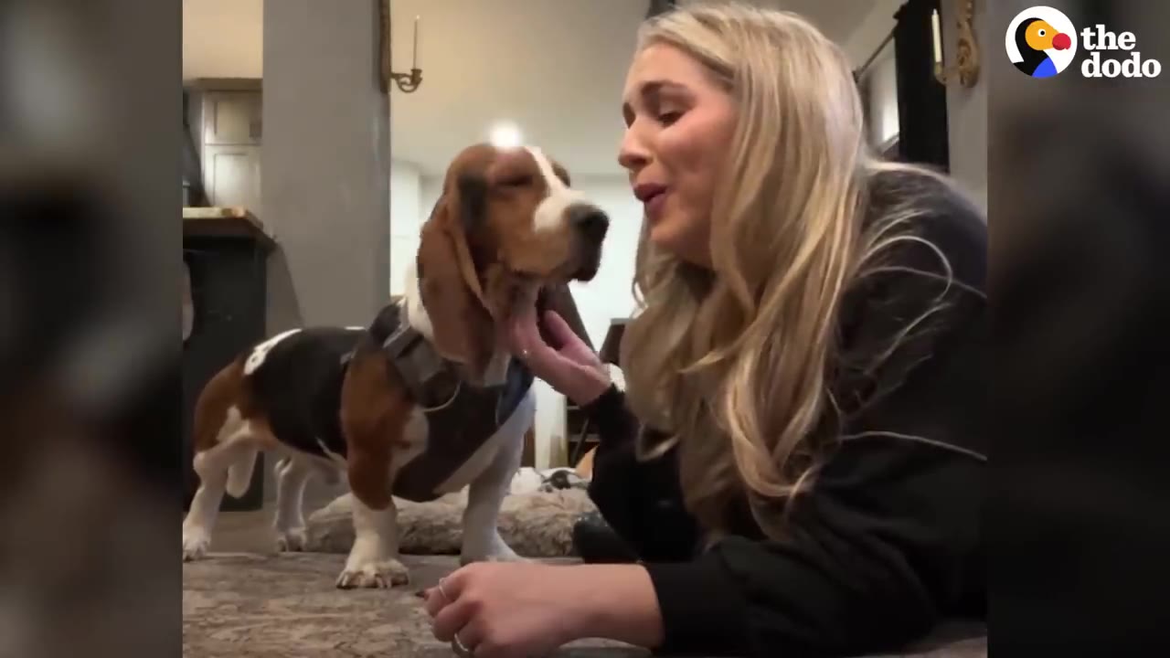 A woman lying on the floor gently pets the chin of a basset hound standing in front of her.