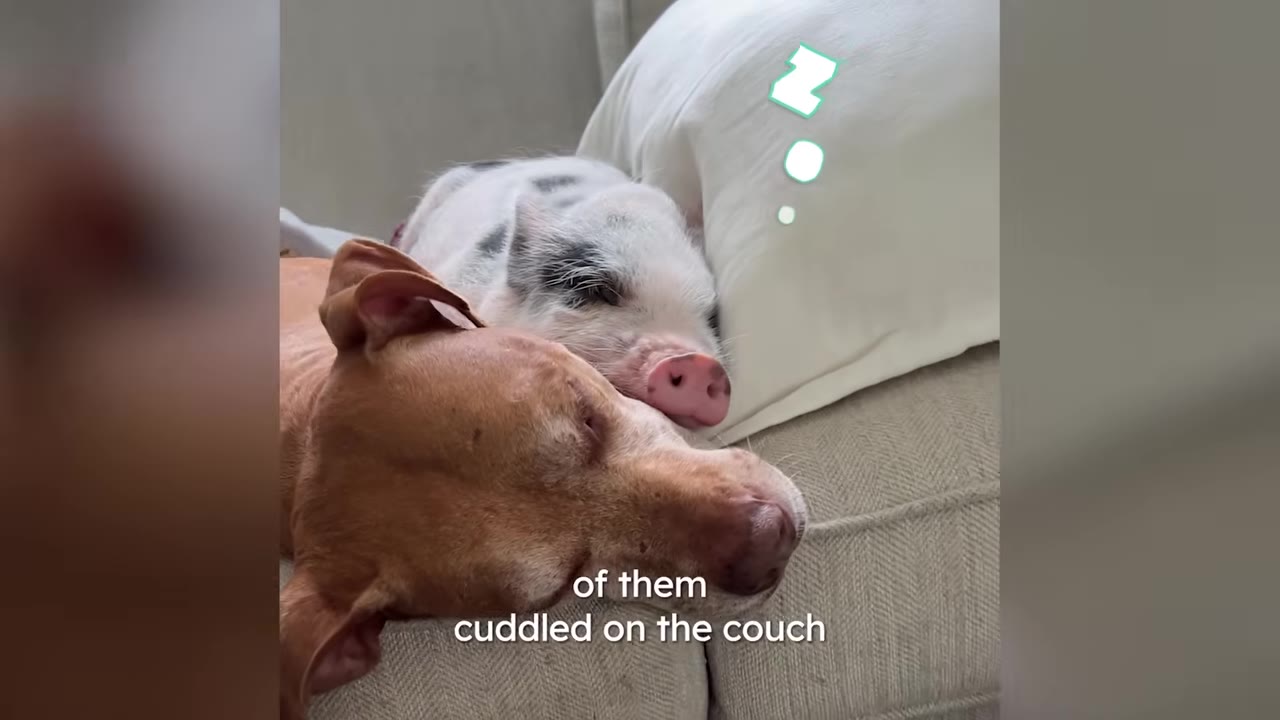 A brown dog and a small spotted piglet sleeping closely together on a couch.