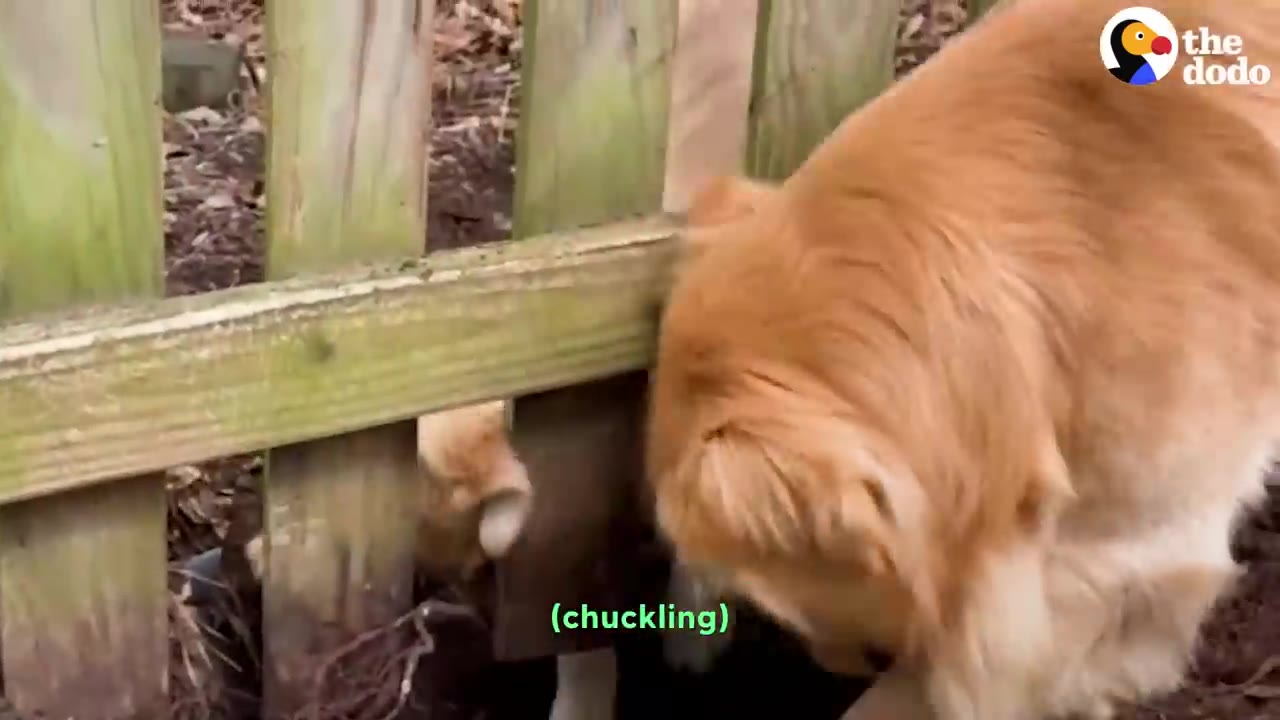 A golden retriever standing next to a wooden fence looking down at a gap where another dog is peeking through.