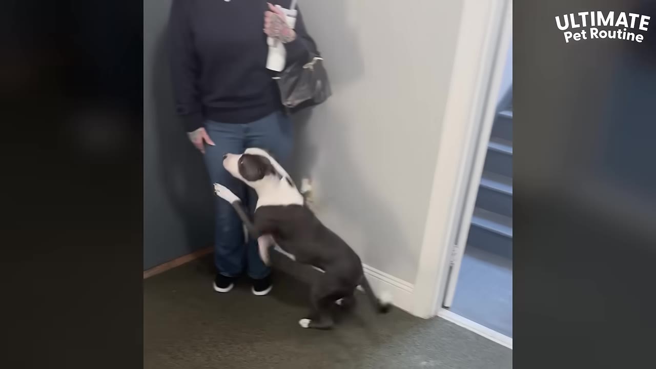 A grey and white dog jumps up excitedly to greet a person standing in a hallway.