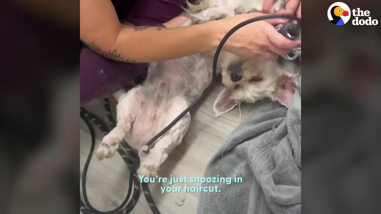 A small white dog lies on its back with its eyes closed, calmly sleeping while a groomer uses clippers to trim the fur around its head and ears.