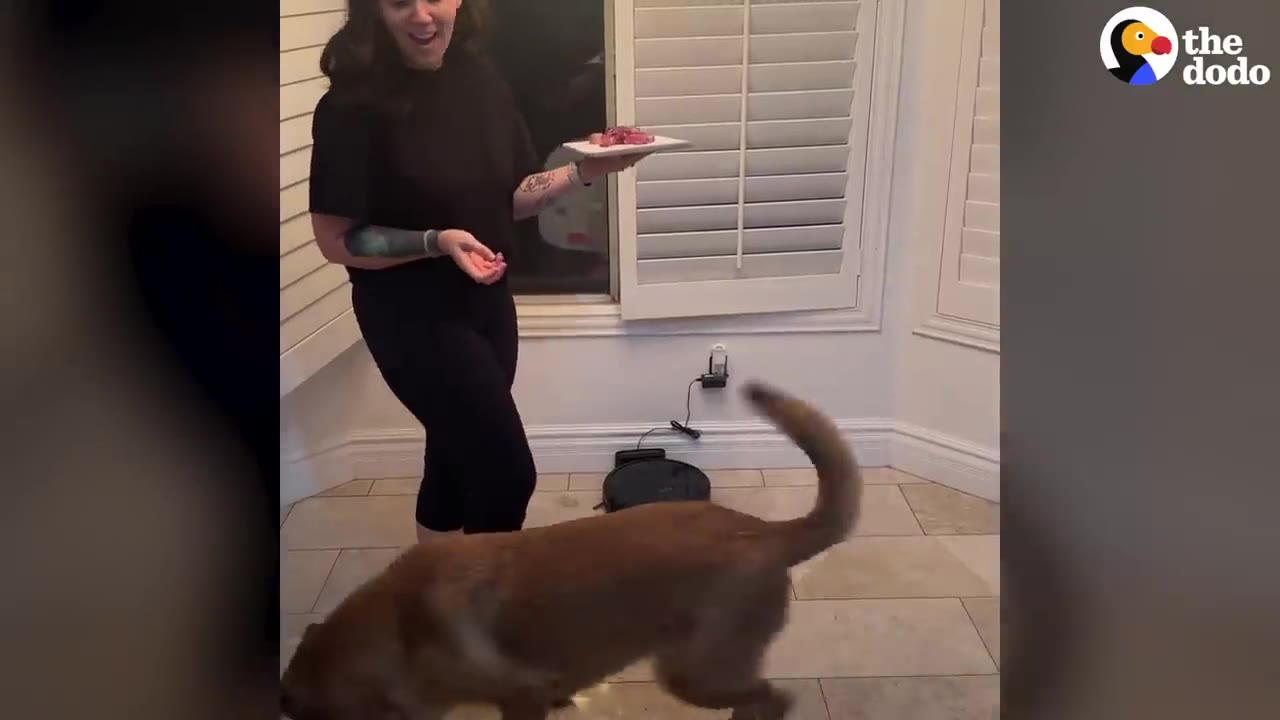 A woman holding a plate of meat standing near a brown dog in a kitchen setting.