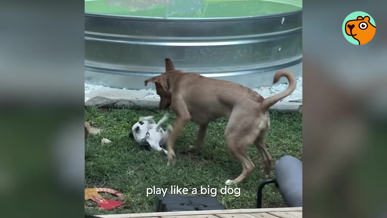 A tan dog leaning down to play with a small black-and-white puppy lying on its back on the grass.
