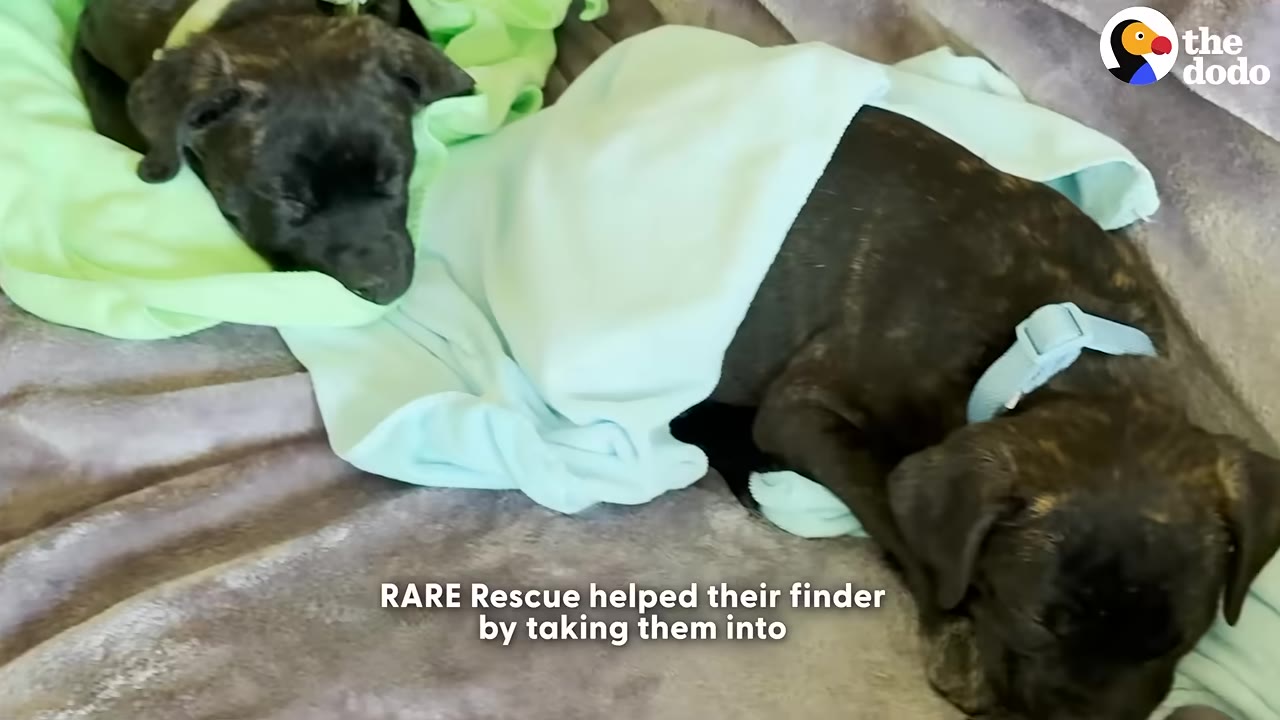 Two small brindle puppies sleeping peacefully under light green and blue blankets.