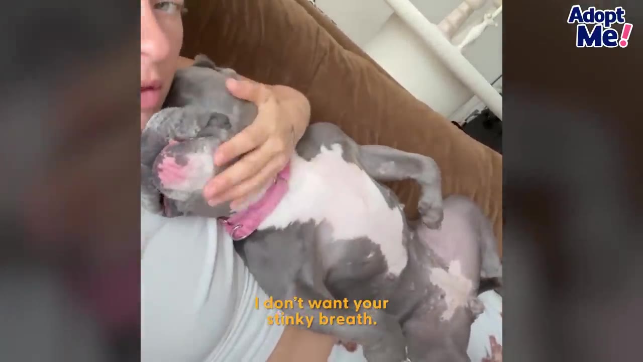A grey and white dog wearing a pink collar lies on her back while being cuddled by a person.