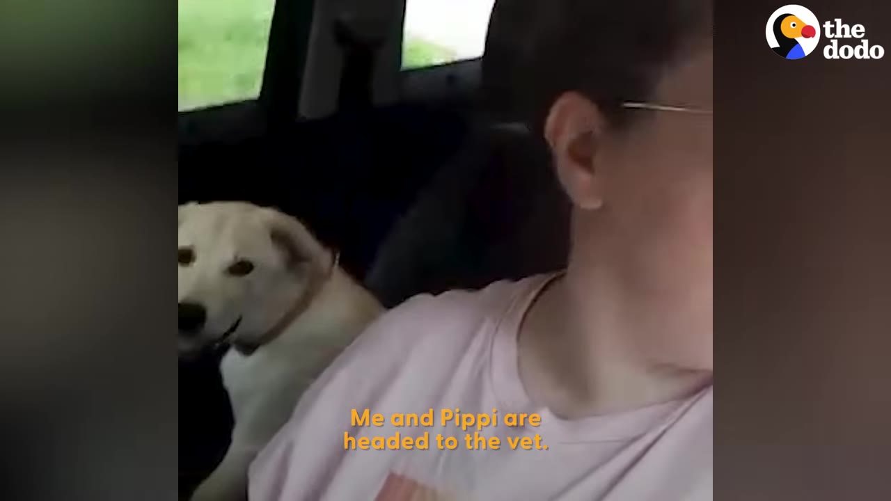 A light-colored dog sitting in the back seat of a car while heading to the vet.