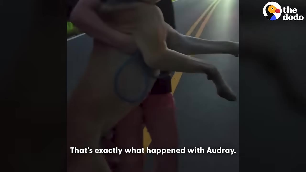 A person carrying a large dog in their arms while walking along an asphalt road with yellow lines.