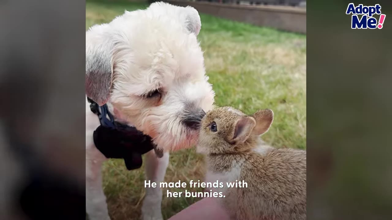 A small white dog gently touches noses with a tiny brown rabbit outdoors on the grass.