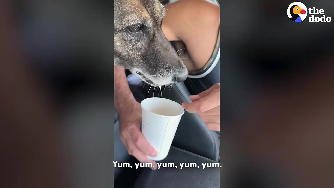 A close-up shot inside a car showing a dog sniffing a white cup held by a person.