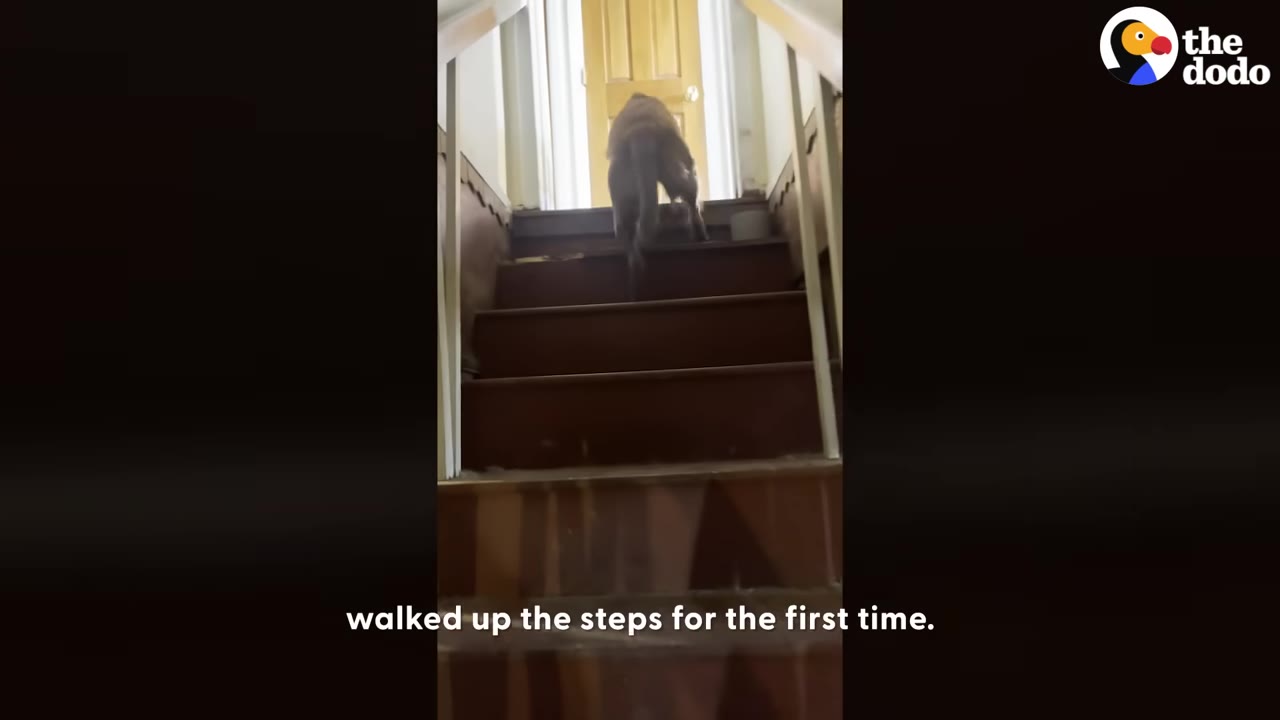 A golden-colored dog climbs up a flight of wooden stairs inside a house, viewed from behind.