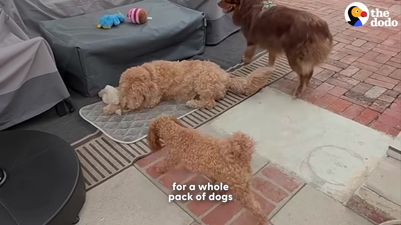 Three dogs of different breeds gather on a brick patio near a sliding glass door.