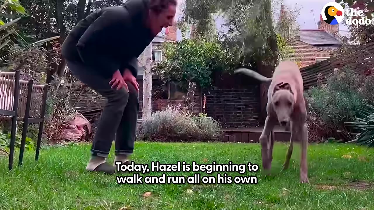 A greyhound dog named Hazel walks across a grassy lawn towards a person who is leaning forward and watching him encouragingly.