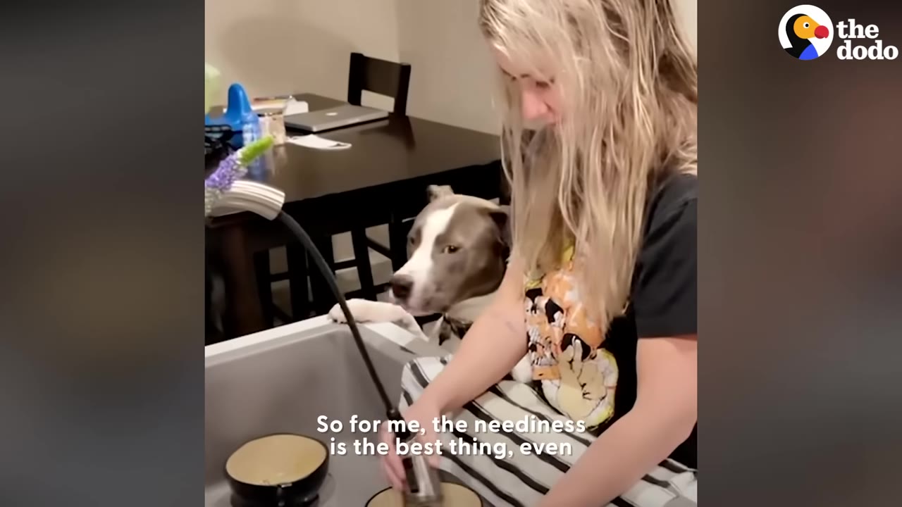 A pit bull rests its head near a blonde woman sitting indoors while doing dishes.