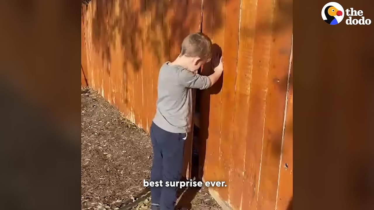 A young boy in a grey shirt and blue pants peers through a gap in a tall wooden fence.