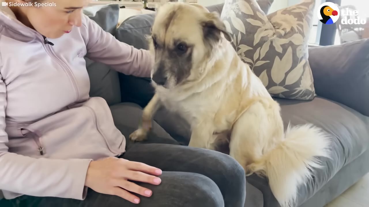 A large fluffy dog sitting on a couch right next to a woman, placing his front paw on her lap.