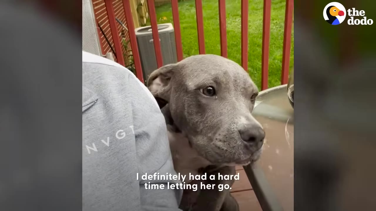 A gray pit bull dog gently resting her head against her human companion on an outdoor porch.