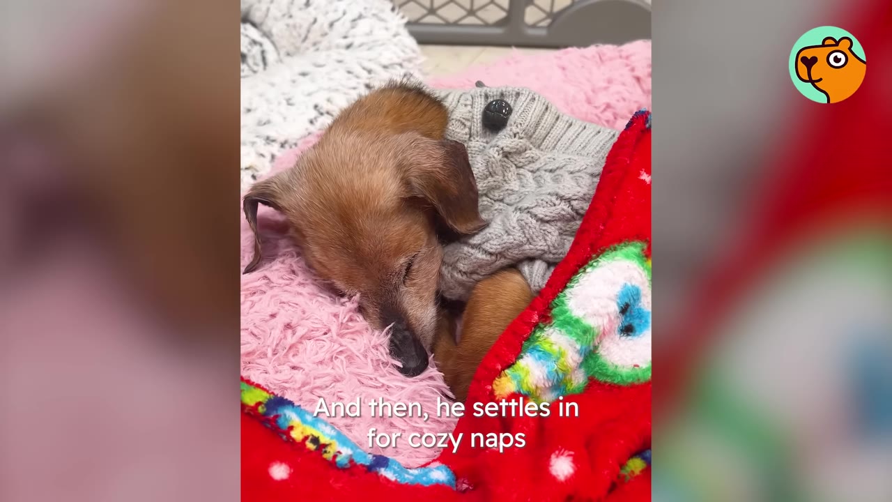 A small brown dog wearing a grey sweater sleeps peacefully while tucked under a bright red blanket.