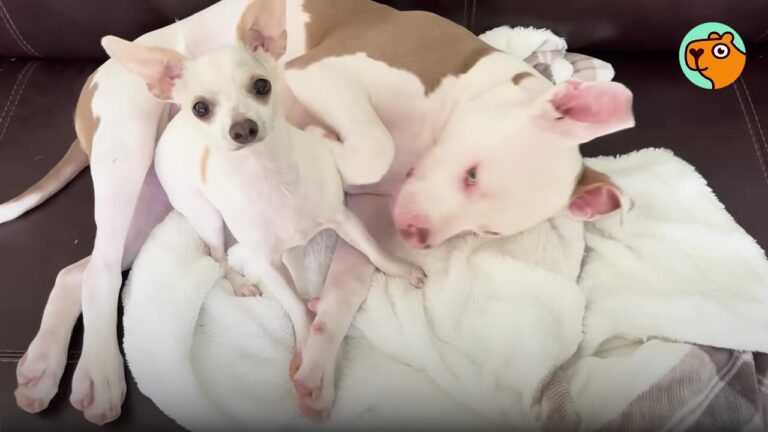 Mississippi Family Never Expected Their Tiny Dog To Be So Obsessed With Her Much Bigger Pit Bull Brother