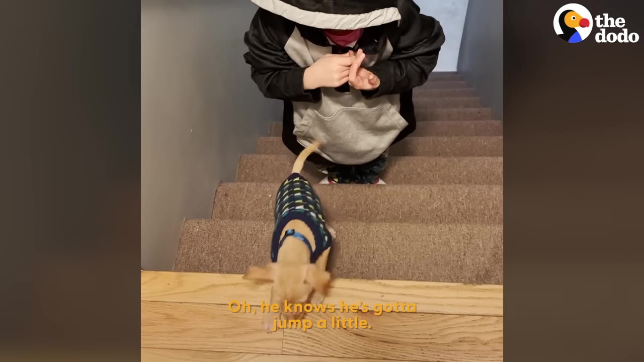 A small dog wearing a blue sweater stands at the edge of carpeted stairs while a person stands behind on the steps.