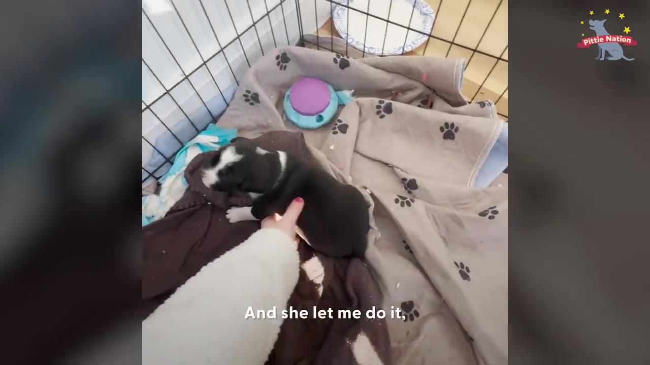 A person gently reaching out and petting a small black-and-white puppy inside a playpen with blankets and toys.