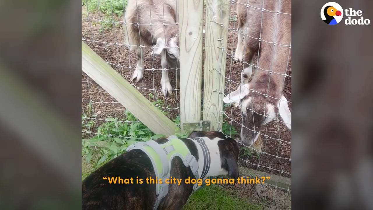 A dog wearing a green harness sniffs a goat through a wire fence.