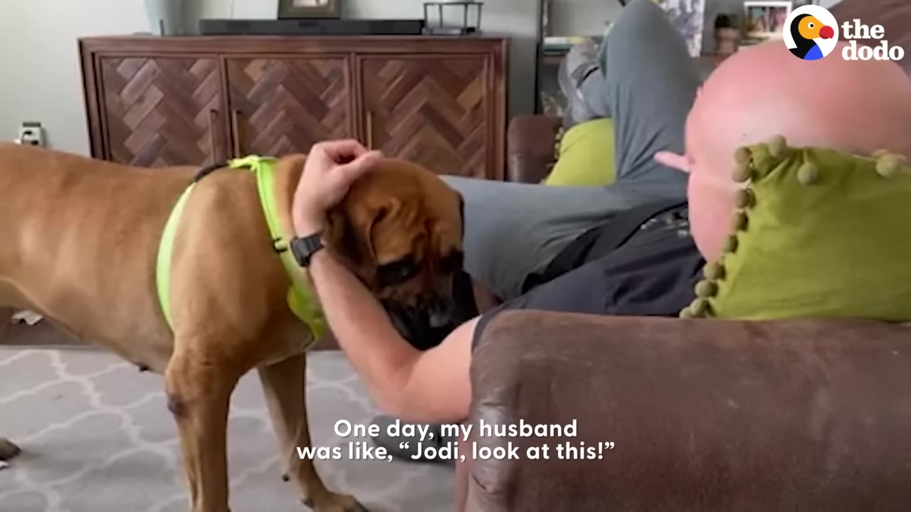 A large brown dog wearing a neon green harness stands by a brown leather couch, leaning in as a man lying on the couch gently pets her head.