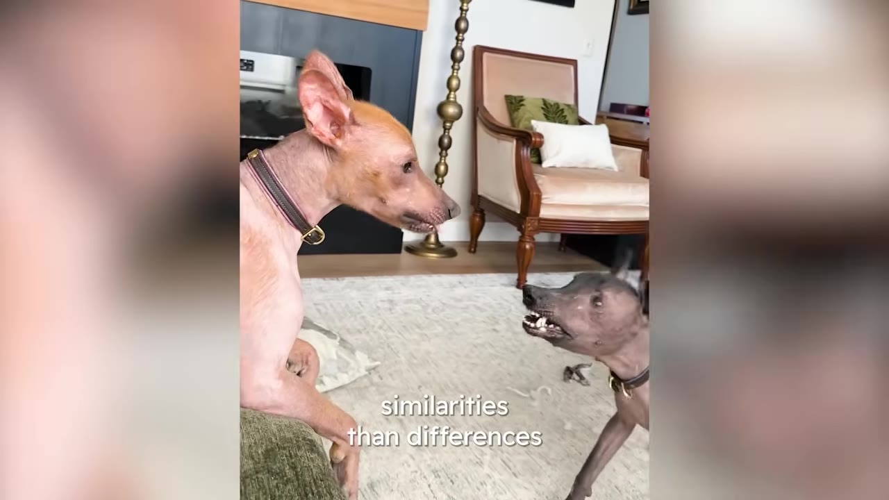 A tan hairless dog looks closely at a smaller dark hairless dog showing its teeth indoors on a rug.