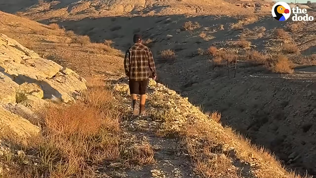 A man in a plaid shirt and shorts walks away along a rocky path in a desert landscape.