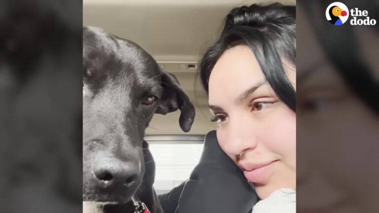 Kansas Traveler Thought Saving A Sick Street Dog In Mexico Would Be Simple Until She Faced One Major Obstacle