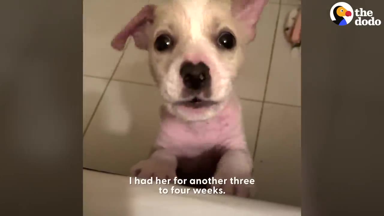 A small light-colored puppy looking up at the camera while standing on its hind legs on a tiled floor.