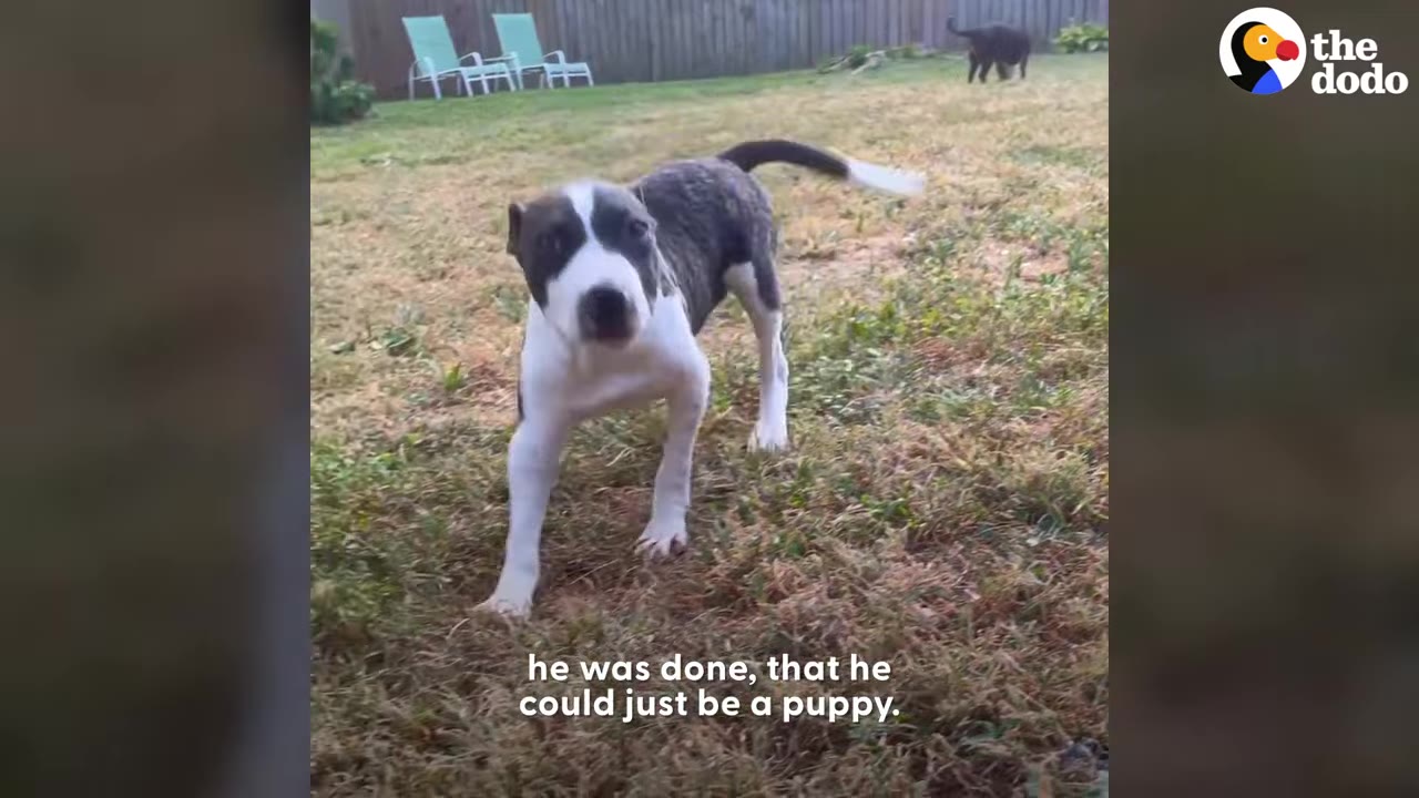 A pit bull puppy without splints standing on grass outdoors, looking directly toward the camera.