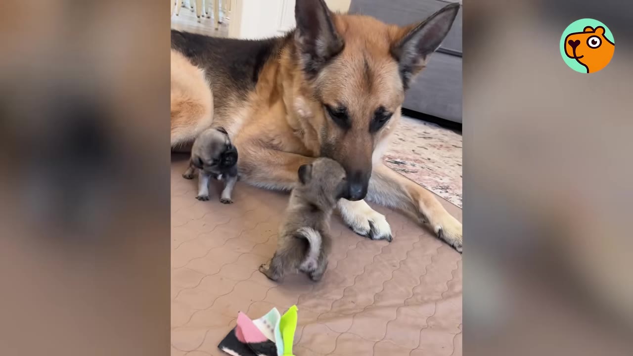 A German Shepherd dog lies gently on a blanket while two small puppies crawl near his face.