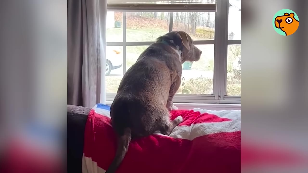 A brown dog sitting on the back of a couch, looking out a large window.
