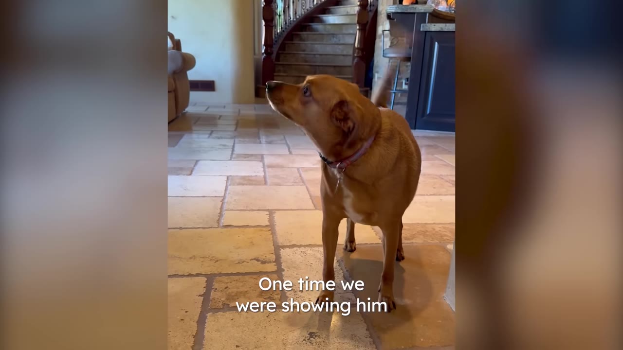 A tan dog standing on a light-colored tile floor in a home, looking up attentively toward the left.