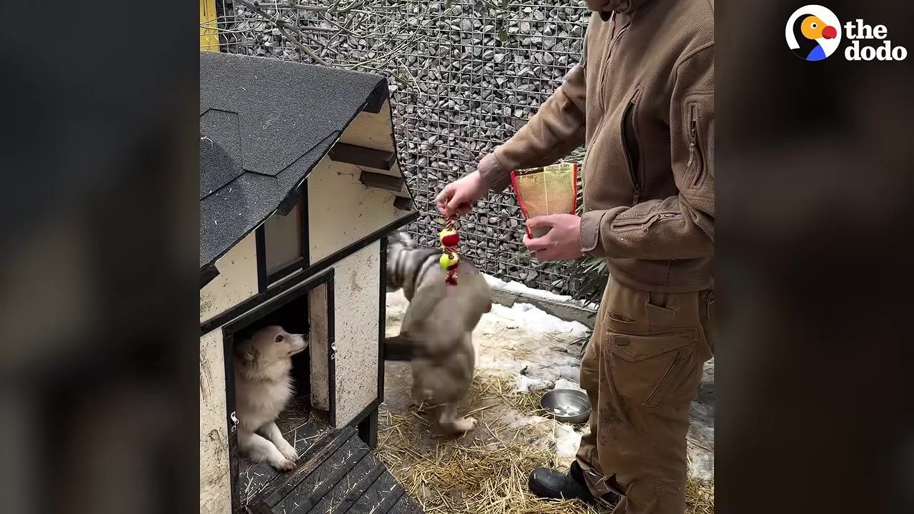A man in a brown jacket stands in a shelter yard holding a toy, while a white dog looks out from a doghouse and another grey dog stands nearby.